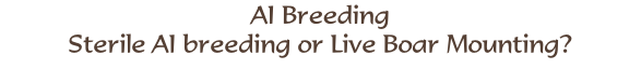 AI Breeding Sterile AI breeding or Live Boar Mounting?