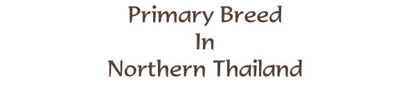 Primary Breed In Northern Thailand